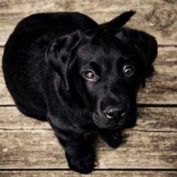 Appealing black retriever puppy image